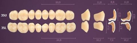 35-A1 IDEALIS TEETH LOWER POSTERIOR