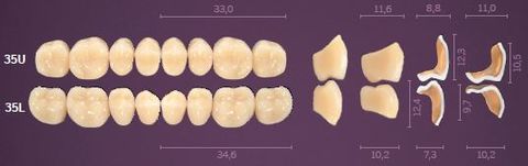 35-B3 IDEALIS TEETH LOWER POSTERIOR