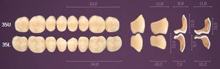 35-B3 IDEALIS TEETH LOWER POSTERIOR