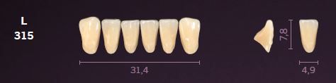 L315-C1 MONDIAL TEETH LOWER ANTERIOR