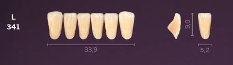 L341-A35 MONDIAL TEETH LOWER ANTERIOR