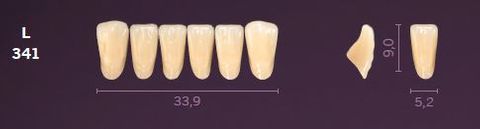 L341-C2 MONDIAL TEETH LOWER ANTERIOR