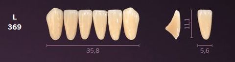 L369-C2 MONDIAL TEETH LOWER ANTERIOR