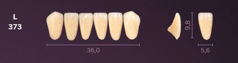 L373-A1 MONDIAL TEETH LOWER ANTERIOR