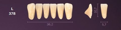 L378-A4 MONDIAL TEETH LOWER ANTERIOR