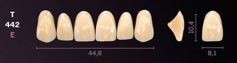 T442-A35 MONDIAL TEETH UPPER ANTERIOR