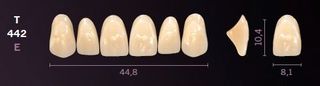 T442-C4 MONDIAL TEETH UPPER ANTERIOR