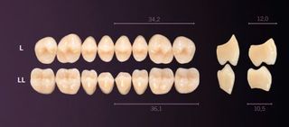 L-A1U PREMIUM TEETH UPPER POSTERIOR