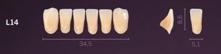 L14-A4 PREMIUM TEETH LOWER ANTERIOR