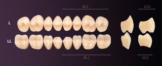 LL-B2L PREMIUM TEETH LOWER POSTERIOR