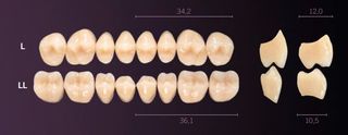 LL-B4L PREMIUM TEETH LOWER POSTERIOR