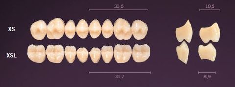 XSL-A1L PREMIUM TEETH LOWER POSTERIOR