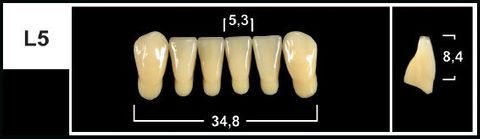 L5 D2 LOWER ANTERIOR TRIBOS TEETH