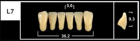 L7 A1 LOWER ANTERIOR TRIBOS TEETH