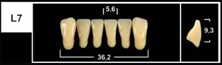 L7 A2 LOWER ANTERIOR TRIBOS TEETH