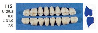 11S-A2L POSTERIOR SENATOR TEETH