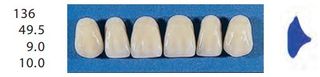 136-B2U ANTERIOR SENATOR TEETH