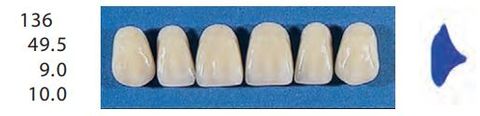 136-D3U ANTERIOR SENATOR TEETH