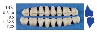 13S-A2L POSTERIOR SENATOR TEETH