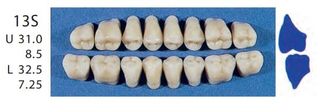 13S-B4U POSTERIOR SENATOR TEETH