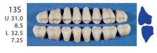 13S-D3L POSTERIOR SENATOR TEETH