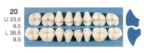 20-A2U POSTERIOR SENATOR UPPER TEETH