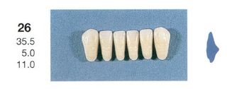 26-B2L ANTERIOR SENATOR TEETH