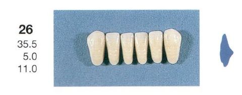 26-B4L ANTERIOR SENATOR TEETH