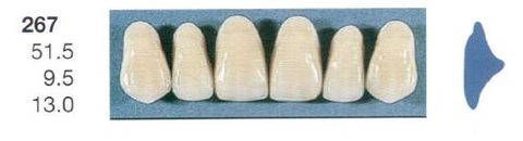 267-A3U ANTERIOR SENATOR TEETH