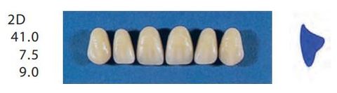 2D-A2U ANTERIOR SENATOR TEETH