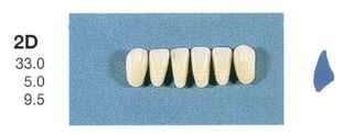 2D-A35L ANTERIOR SENATOR TEETH