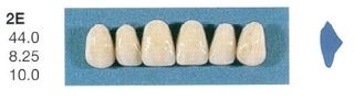 2E-A35U ANTERIOR SENATOR TEETH