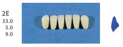 2E-A2L ANTERIOR SENATOR TEETH