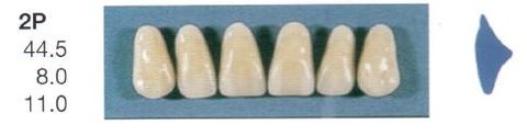 2P-A2U ANTERIOR SENATOR TEETH