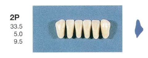 2P-A35L ANTERIOR SENATOR TEETH