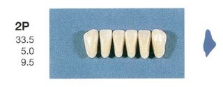 2P-A35L ANTERIOR SENATOR TEETH