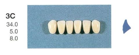 3C-A35L ANTERIOR SENATOR TEETH