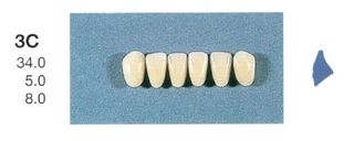 3C-A35L ANTERIOR SENATOR TEETH