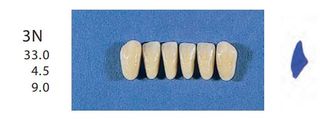 3N-A35L ANTERIOR SENATOR TEETH