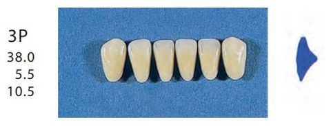 3P-A3L ANTERIOR SENATOR TEETH