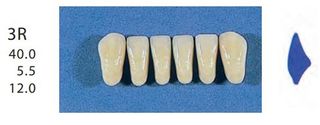 3R-A2L ANTERIOR SENATOR TEETH