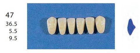 47-A1L ANTERIOR SENATOR TEETH