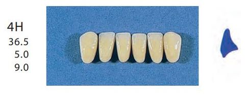 4H-A2L ANTERIOR SENATOR TEETH