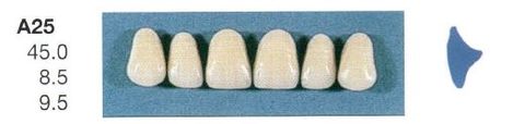 A25-D4U ANTERIOR SENATOR TEETH