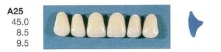 A25-D4U ANTERIOR SENATOR TEETH