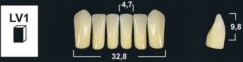 LV1 B1 LOWER ANTERIOR TRIBOS TEETH