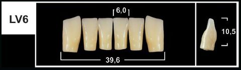 LV6 A3.5 LOWER ANTERIOR TRIBOS TEETH