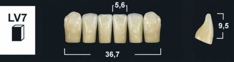 LV7 A1 LOWER ANTERIOR TRIBOS TEETH