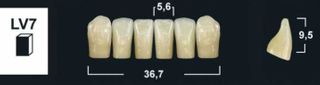 LV7 A35 LOWER ANTERIOR TRIBOS TEETH