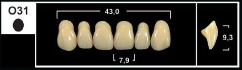 O31 A1 UPPER ANTERIOR TRIBOS TEETH